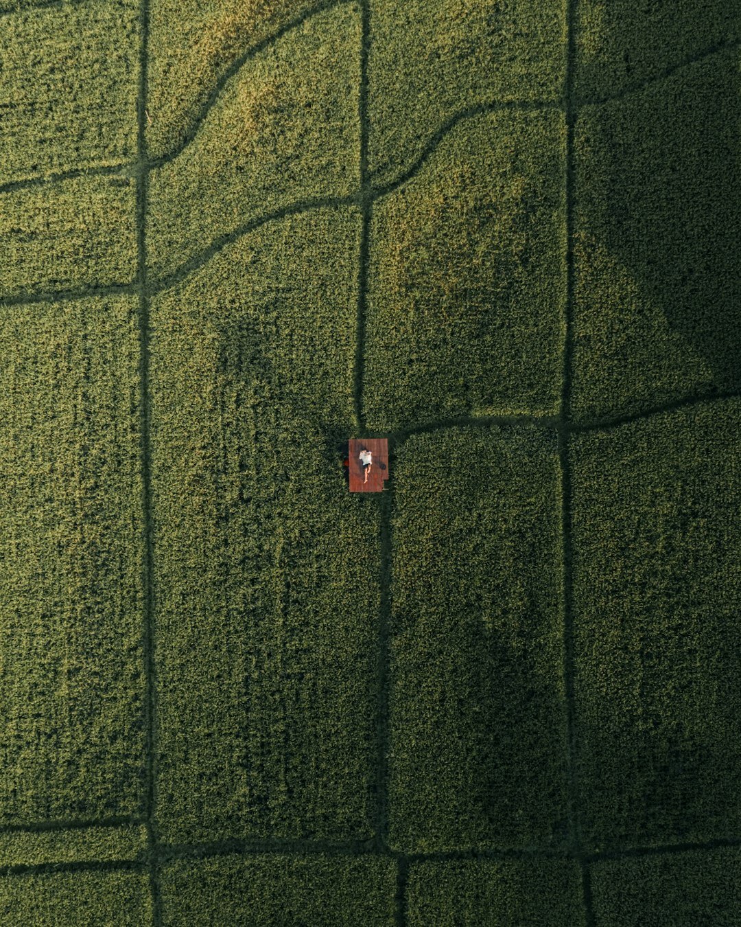 bali rice fields